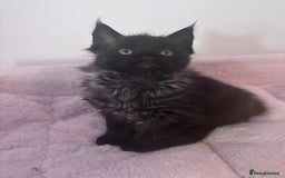 Maine Coon cats for sale: Stunning Maine Coon Kittens  - Image 4
