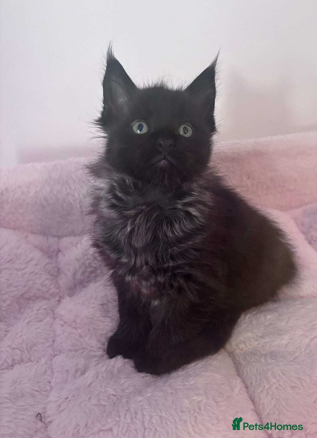 Maine Coon cats for sale: Stunning Maine Coon Kittens  - Image 4