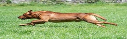 Labrador Retriever dogs for stud: Fox red labrador for stud- FULLY HEALTH TESTED  in Leyburn - Advert 12