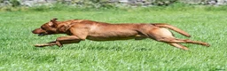 Labrador Retriever dogs for stud: Fox red labrador for stud- FULLY HEALTH TESTED  in Leyburn - Advert 12