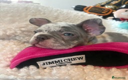 French Bulldog dogs for sale: Stunning Newshade French Bulldog Puppies - Image 17