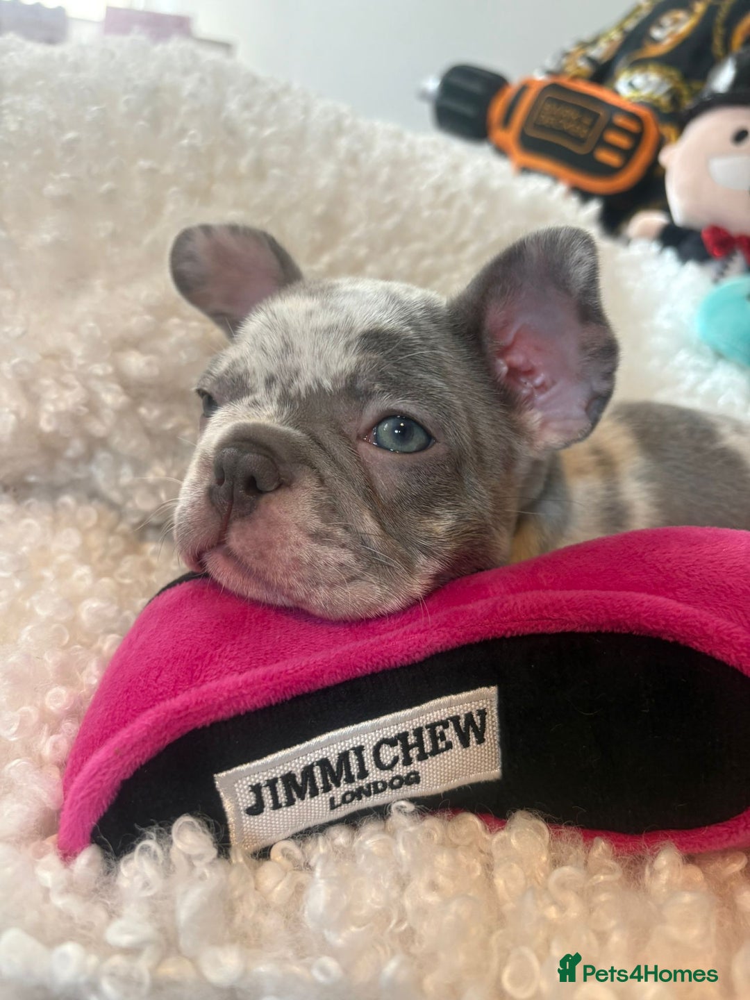 French Bulldog dogs for sale: Stunning Newshade French Bulldog Puppies - Image 17