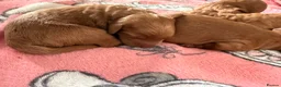 Cavapoo dogs for sale: Cavapoo puppies - Advert 13