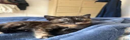 Mixed Breed cats for sale: Beautiful tabby kitten - unusual markings - Advert 1