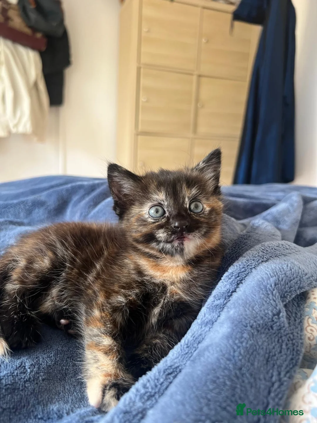 Mixed Breed cats for sale: Beautiful tabby kitten - unusual markings - Advert 1