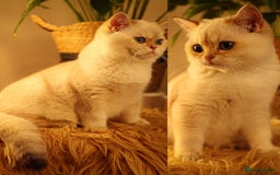 British Shorthair cats for sale: TICA British Shorthair Kittens Champion bloodline in Bedford - Image 1