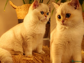 British Shorthair cats in Bedford - Advert 17