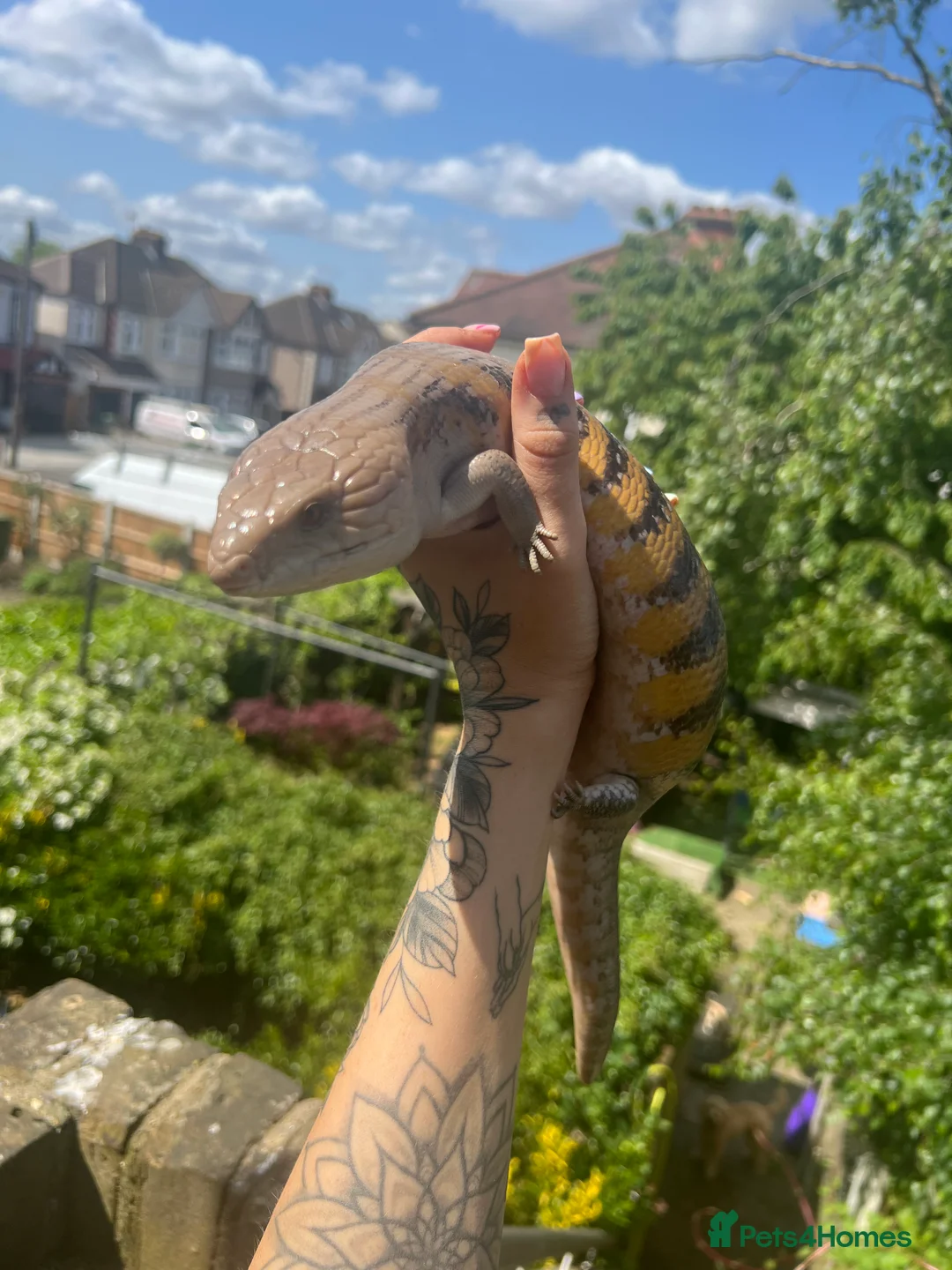Skink reptiles for sale: Female Northern Blue Tongue Skink - Advert 1