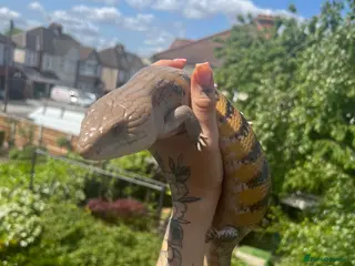 Skink reptiles Female Northern Blue Tongue Skink - Advert 1