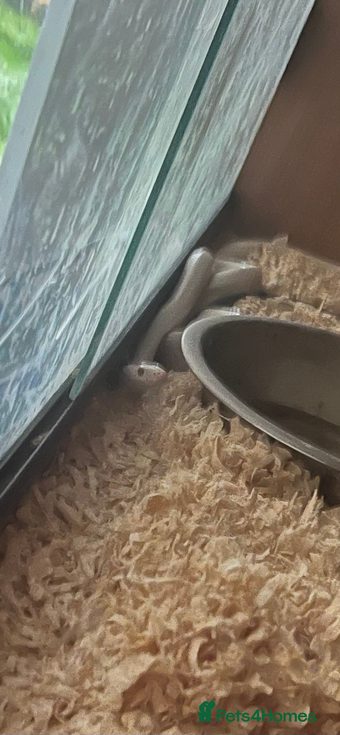 Corn Snake reptiles for sale: Albino corn snake - Image 4