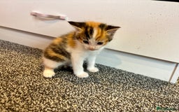 Mixed Breed cats for sale: 5 beautiful kittens for sale  - Image 7