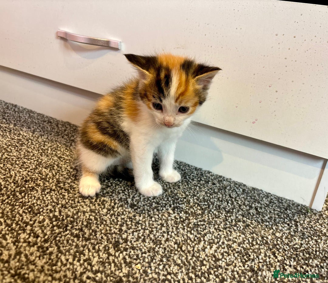 Mixed Breed cats for sale: 5 beautiful kittens for sale  - Image 7