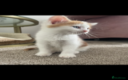 Mixed Breed cats for sale: Beautiful ginger and white kittens - Image 15