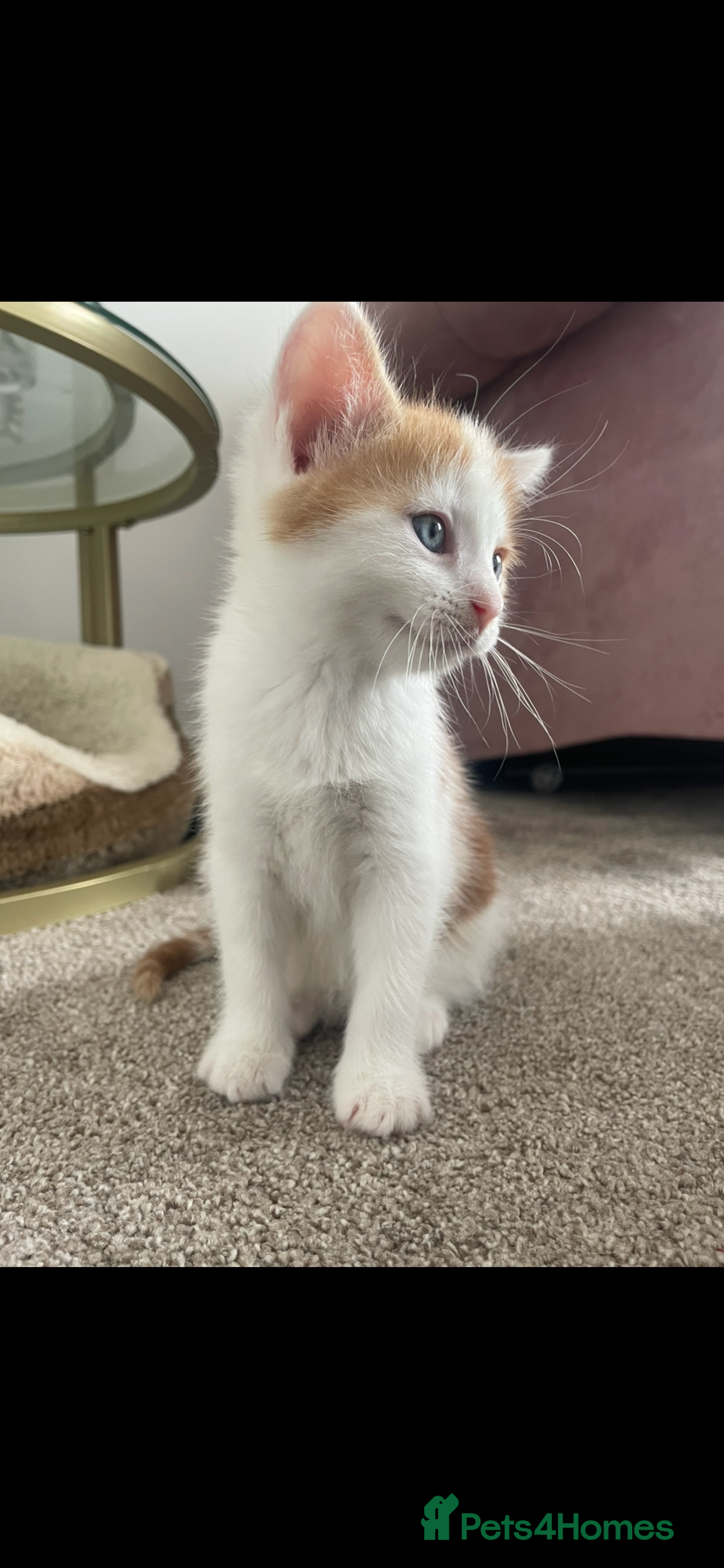 Mixed Breed cats for sale: Beautiful ginger and white kittens - Image 15