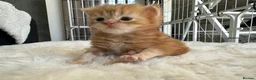 Persian cats for sale: Mango A Gorgeous Golden Doll faced Persian kitten - Advert 10