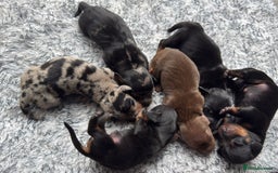 Miniature Dachshund dogs for sale: ✨ Miniature Dachshund puppies for sale!! ✨  - Image 11