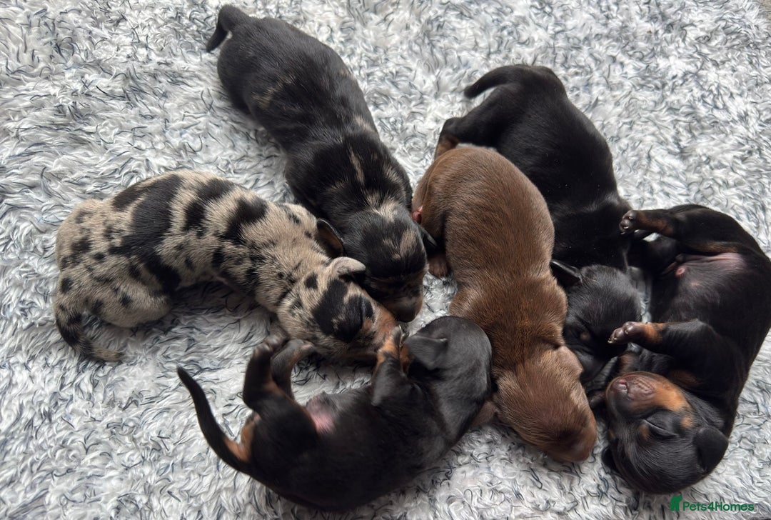Miniature Dachshund dogs for sale: ✨ Miniature Dachshund puppies for sale!! ✨  - Image 11