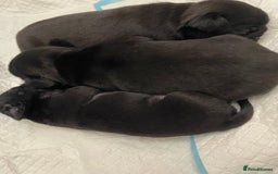 Pug dogs for sale: Two Baby Pugs  - Image 1