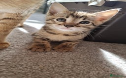 Savannah cats for sale: Gorgeous f5 kittens. Just melanistic girl left - Image 12