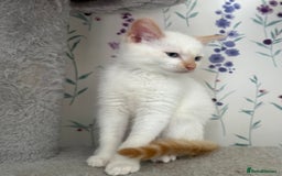 Mixed Breed cats for sale: Gorgeous white kittens READY NOW in Stoke-on-Trent - Image 6