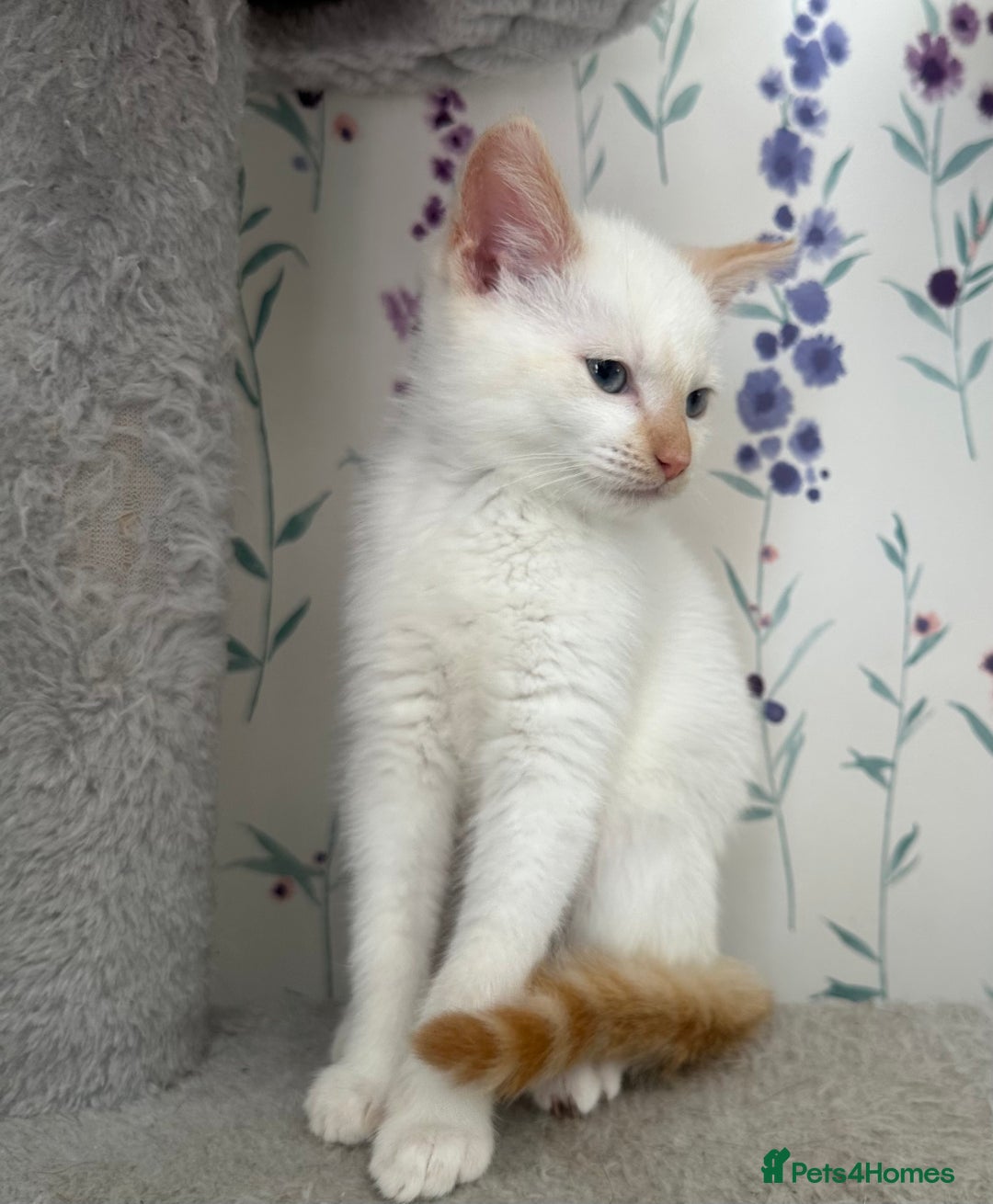 Mixed Breed cats for sale: Gorgeous white kittens READY NOW in Stoke-on-Trent - Image 6