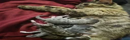Mixed Breed cats for sale: Kittens for sale - Advert 2