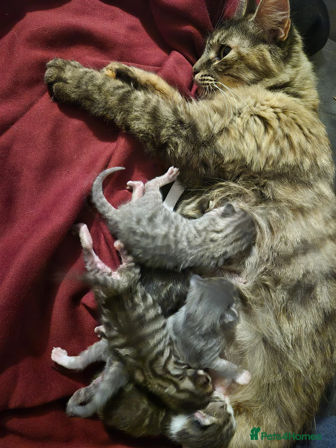 Mixed Breed cats for sale: Kittens for sale - Advert 2