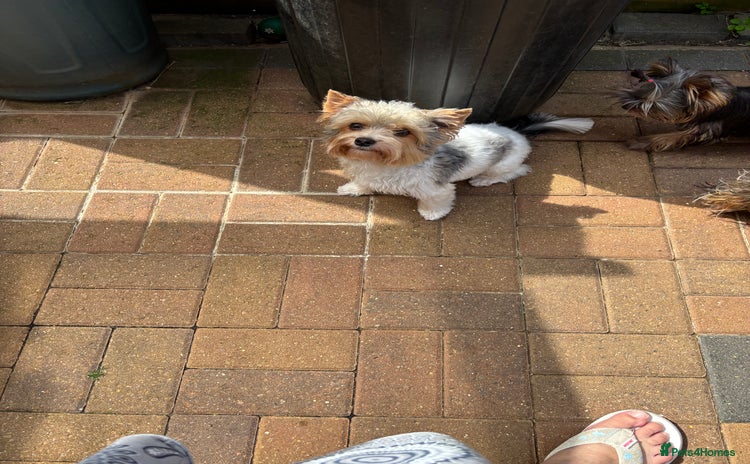 Yorkshire Terrier dogs - Advert 1