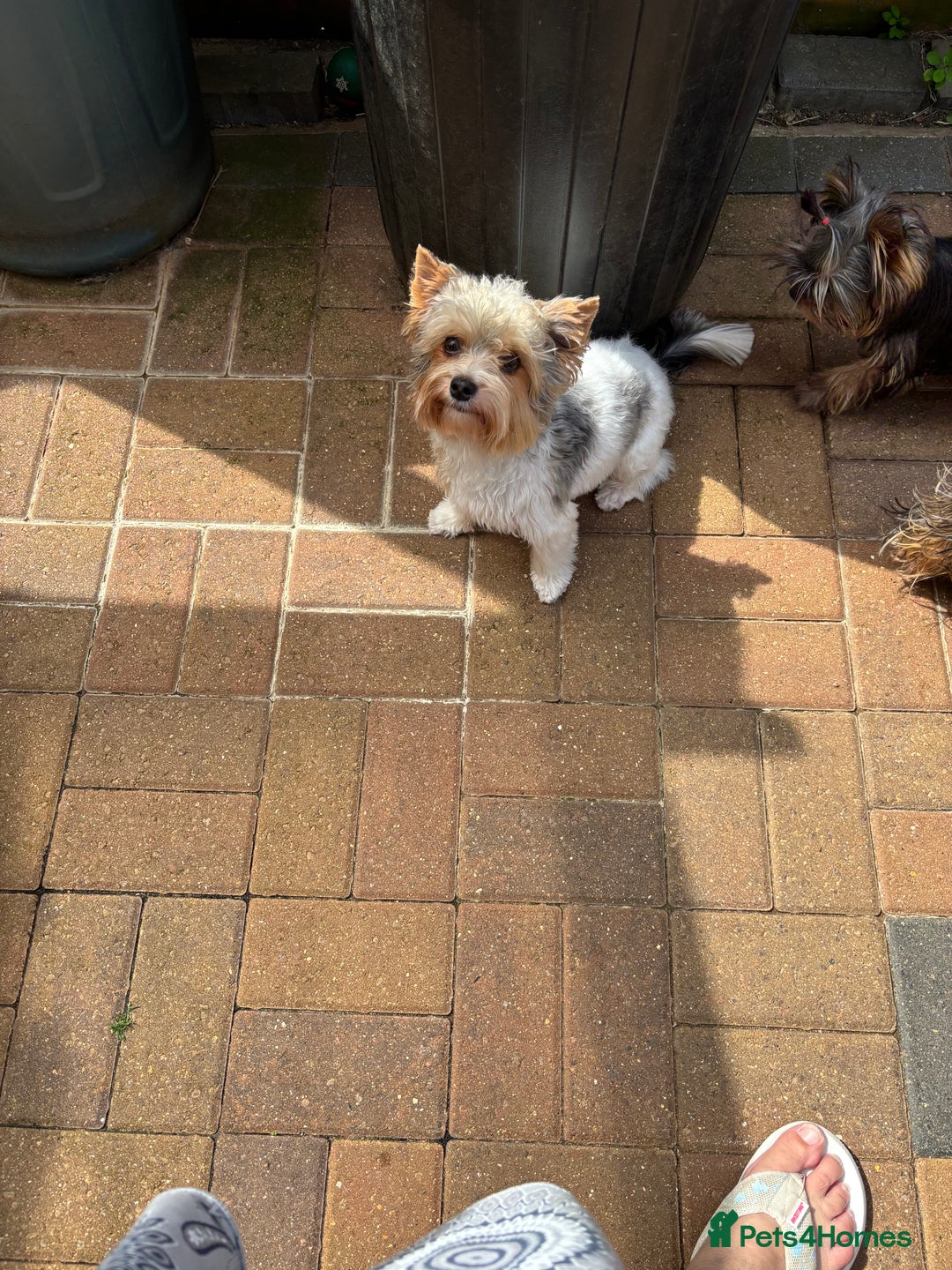 Yorkshire Terrier dogs for sale: Yorkshire terrier - Image 2