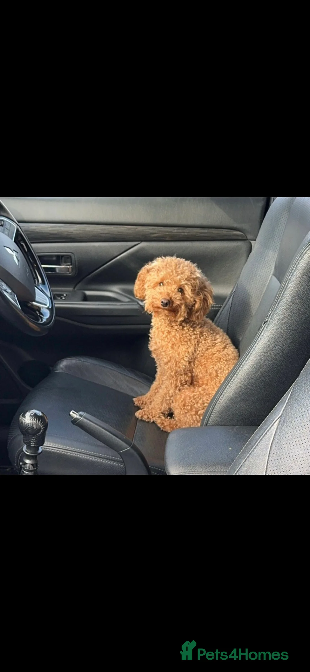 Poochon dogs for sale: Poochon puppies - Advert 2