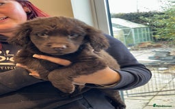 Sproodle dogs for sale: Ready now Springer cross labradoodle - Image 7
