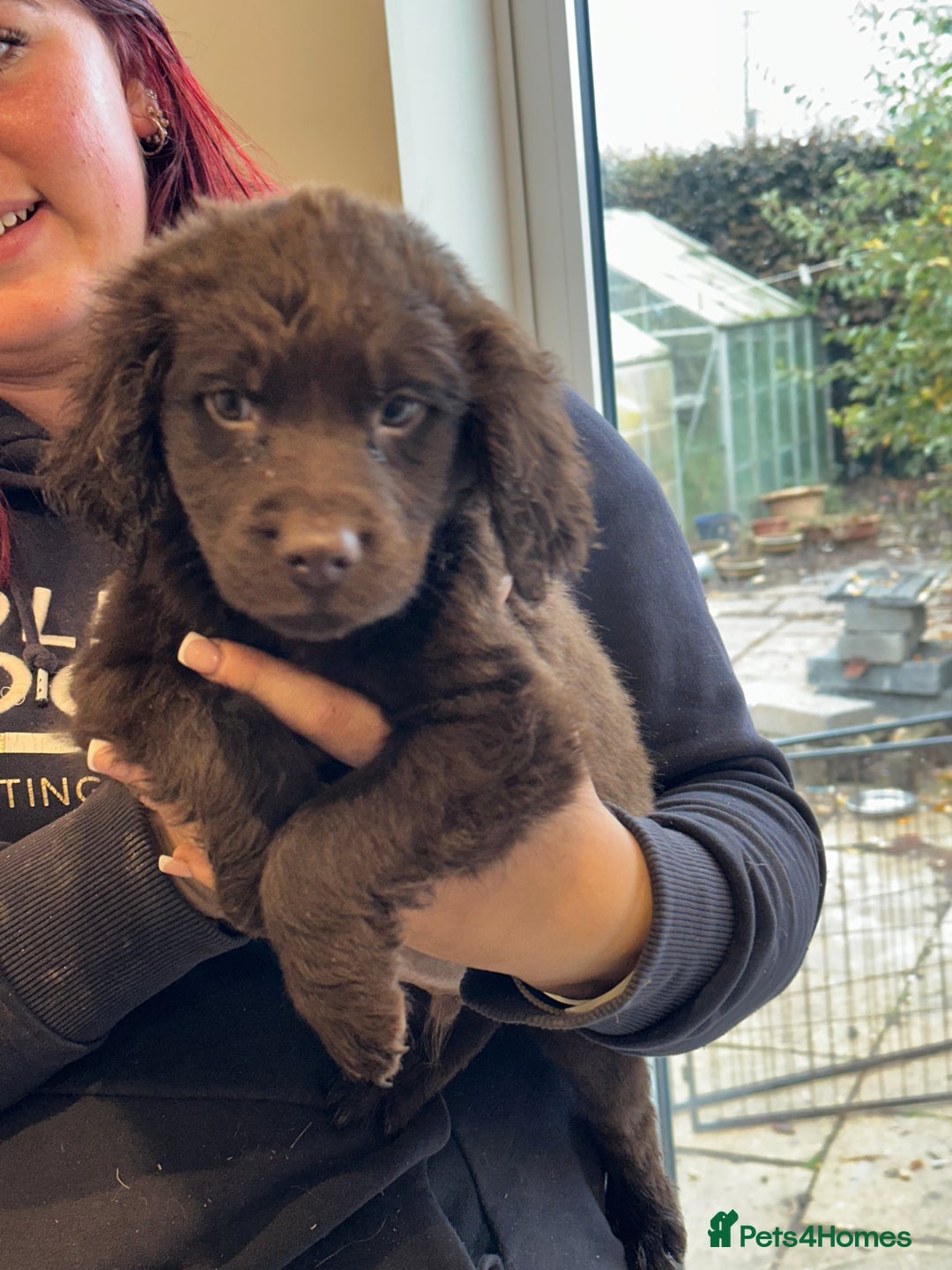 Sproodle dogs for sale: Ready now Springer cross labradoodle - Image 7