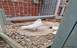 Pigeons birds for sale: 7 Pigeons for sale - Image 11