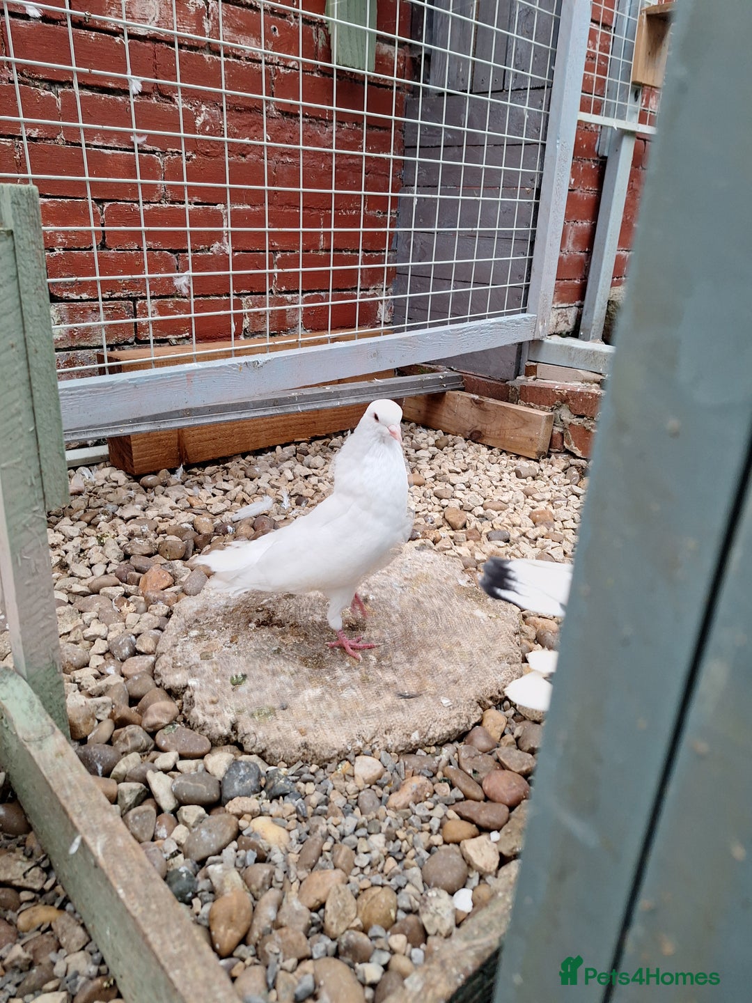 Pigeons birds for sale: 7 Pigeons for sale - Image 11
