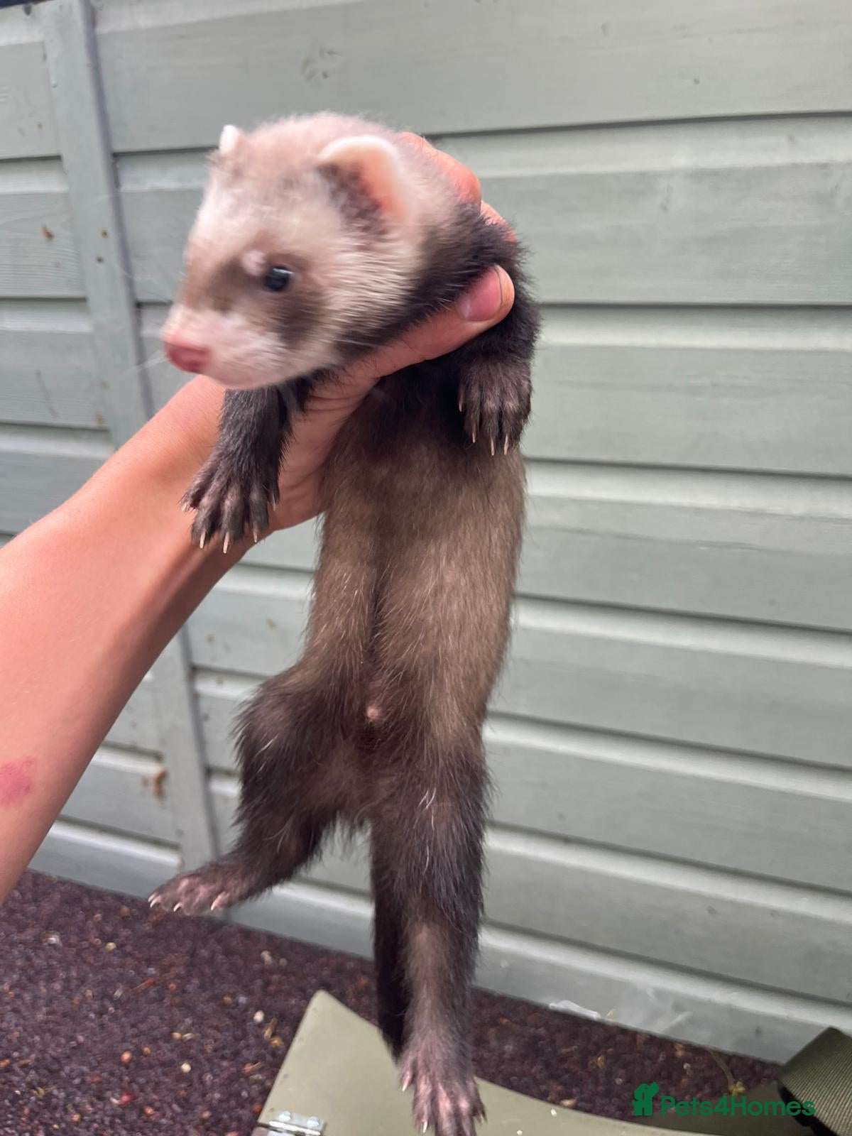 Ferret rodents for sale: Beautiful ferrets 9 weeks old  - Advert 4
