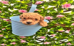 Maltipoo dogs for sale: 🐾 Adorable Maltipoo Puppies 🐾  - Image 4