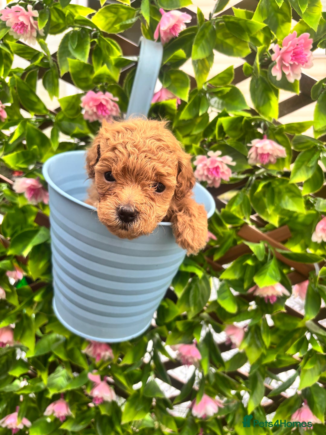 Maltipoo dogs for sale: 🐾 Adorable Maltipoo Puppies 🐾  - Image 4
