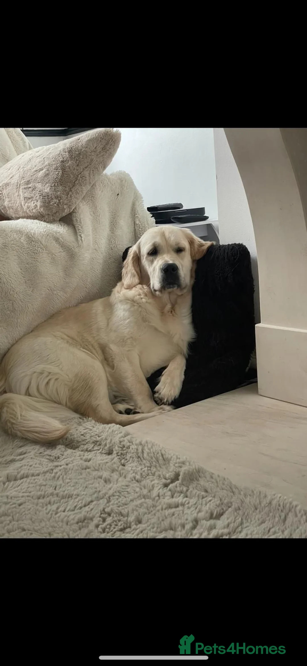 Golden Retriever dogs for sale: Mark Flanagan & Valerie Rochard  - Advert 1