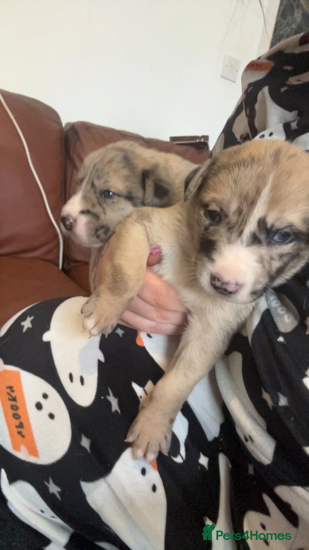 Mixed Breed dogs for sale: Catahoula leopard dog cross with Belgium Malinois  - Advert 9