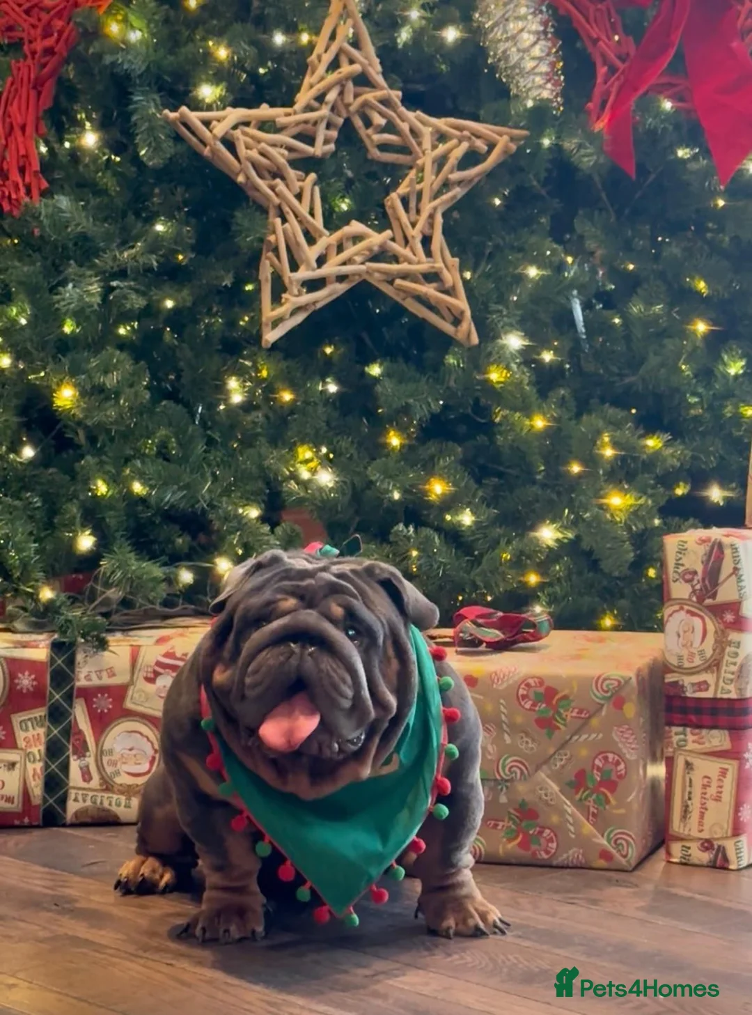 English Bulldog dogs for sale: English bulldog  - Advert 18