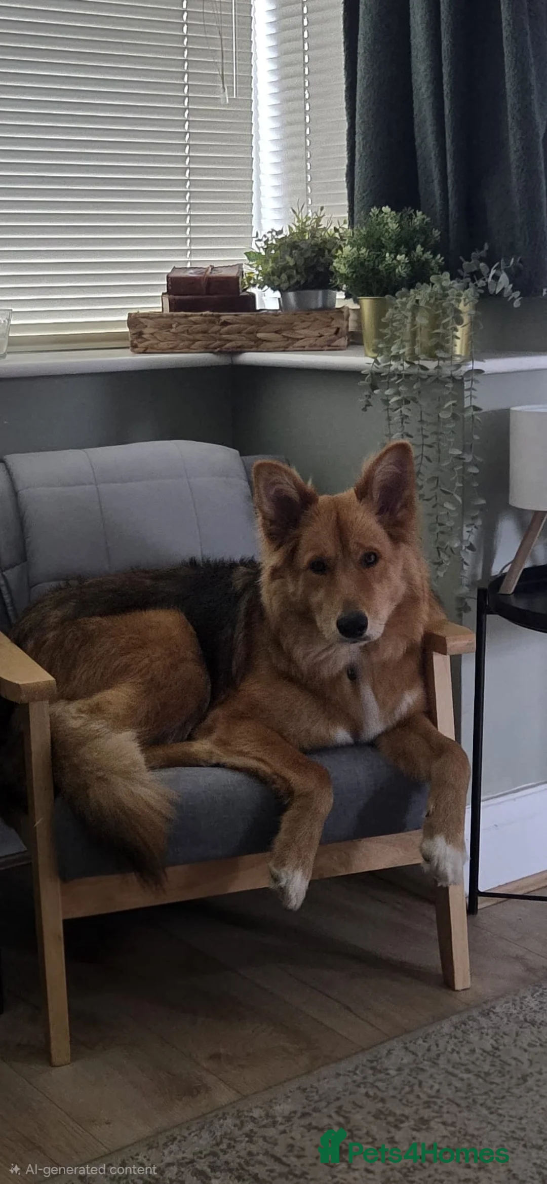 Mixed Breed dogs for sale: Zelda - German Shepard X Husky X Border collie - Advert 7