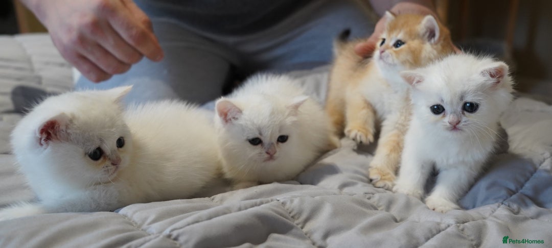 British Shorthair cats for sale: British Shorthair Chinchilla - Advert 4