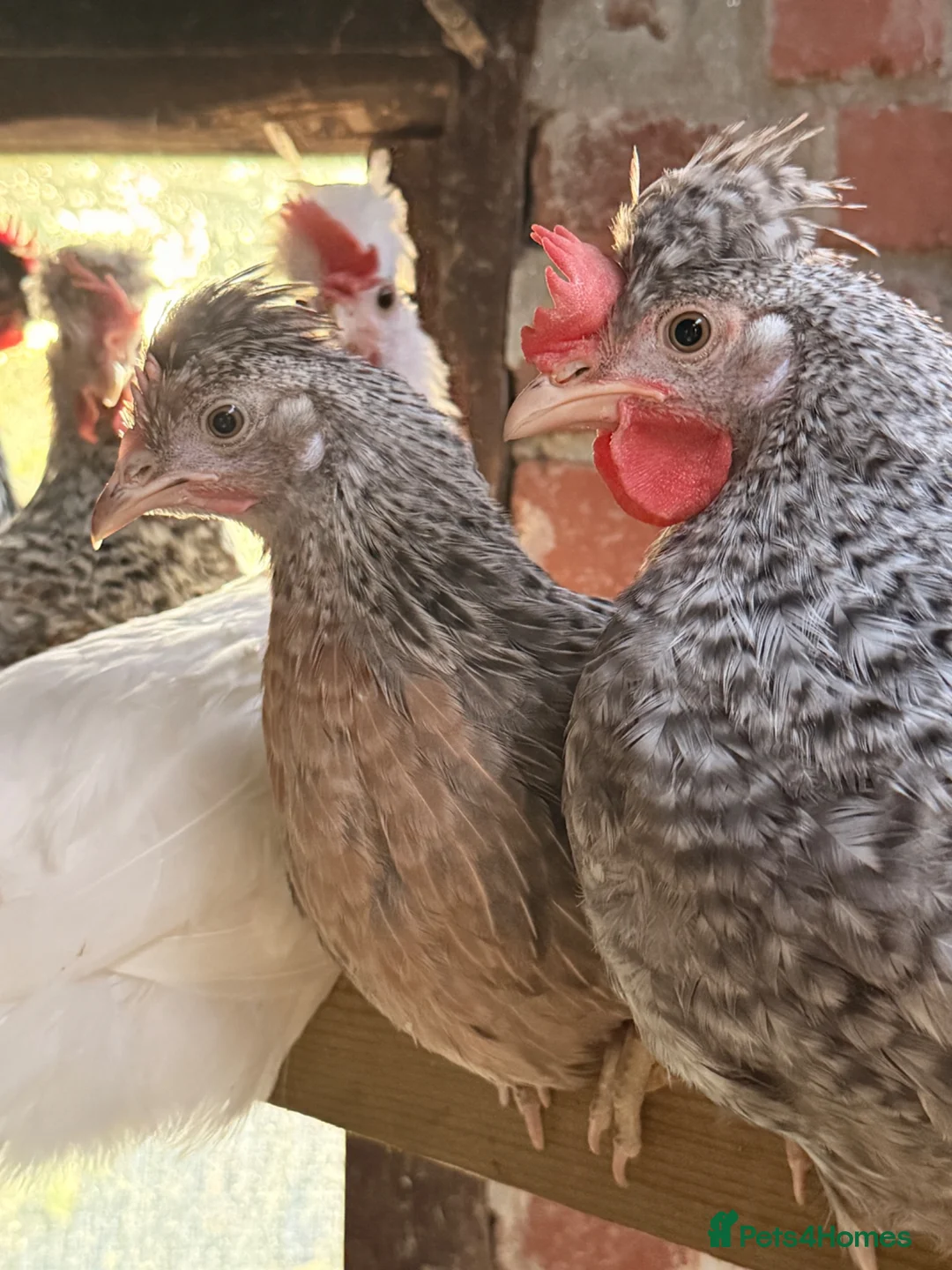 Chickens poultry for sale: Crested Cream Legbar  - Advert 2