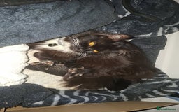 Mixed Breed cats for sale: 3 kittens for sale - Image 1