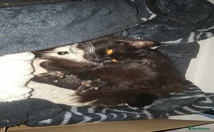 Mixed Breed cats - Advert 11