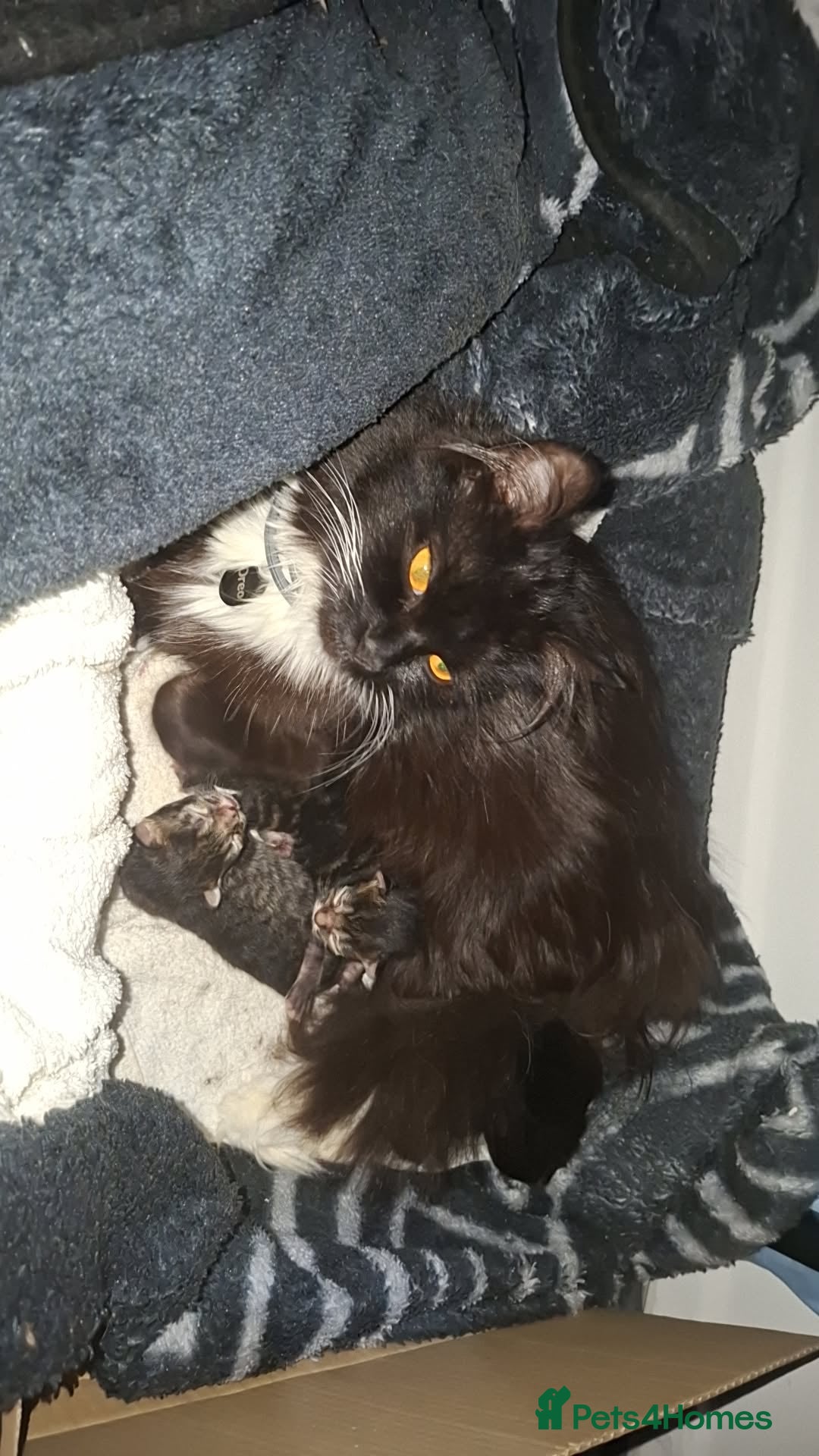 Mixed Breed cats for sale: 3 kittens for sale - Image 1