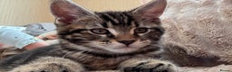 Maine Coon cats for sale: Maine Coon Kittens — Fluffy, Friendly - Advert 10