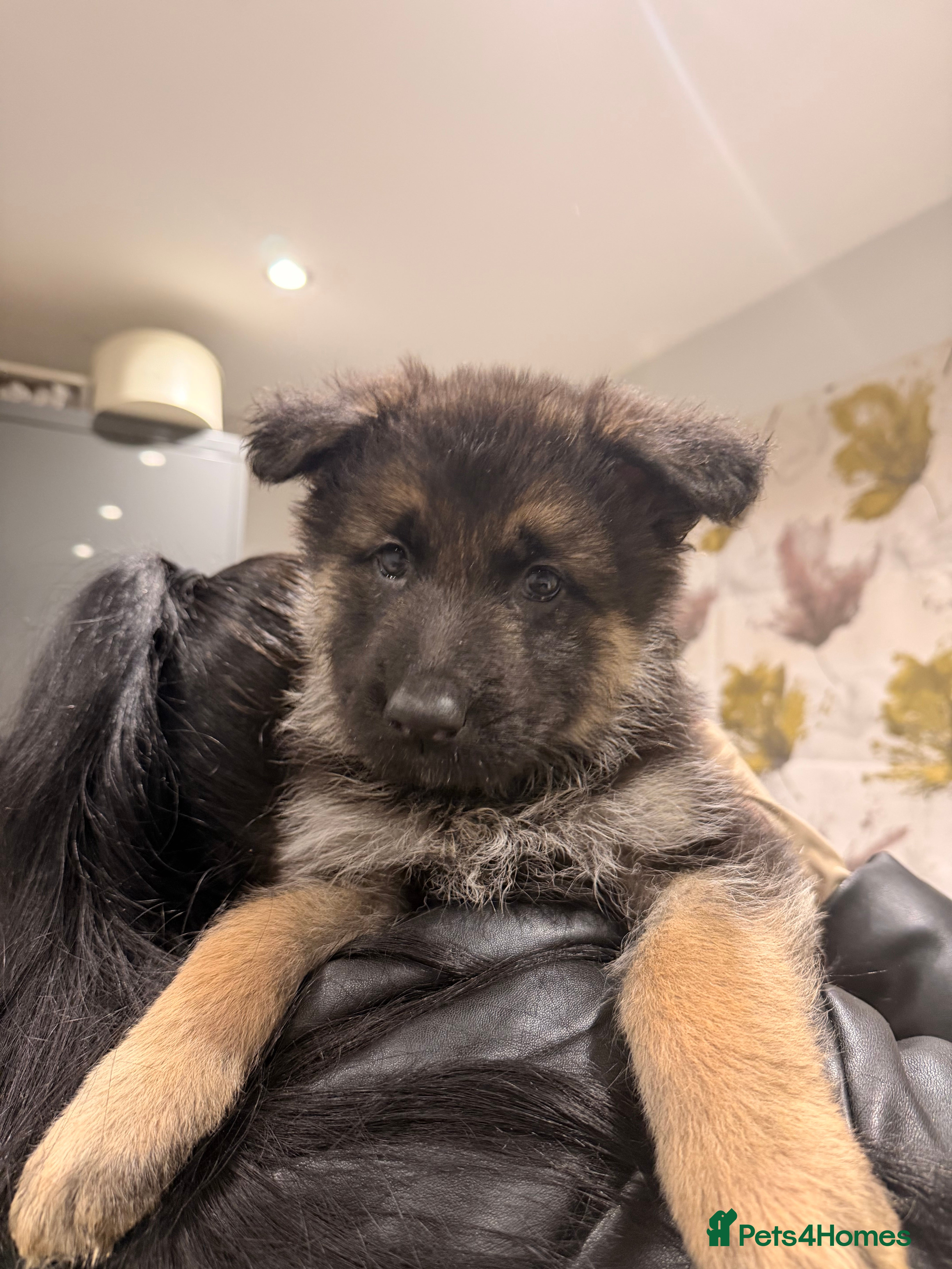 German Shepherd dogs Straight Back German Shepherd Pups -Ready to leave - Advert 3