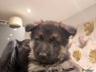 German Shepherd dogs Adorable German Shepherd Pups -Ready to leave - Advert 15