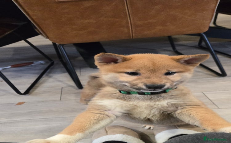 Japanese Shiba Inu dogs Gorgeous Shibas  - Advert 4